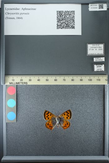 Media type: image;   Entomology 185482